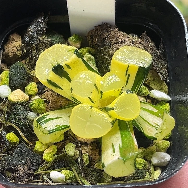404玉龙万象锦（根弱，介意勿拍）