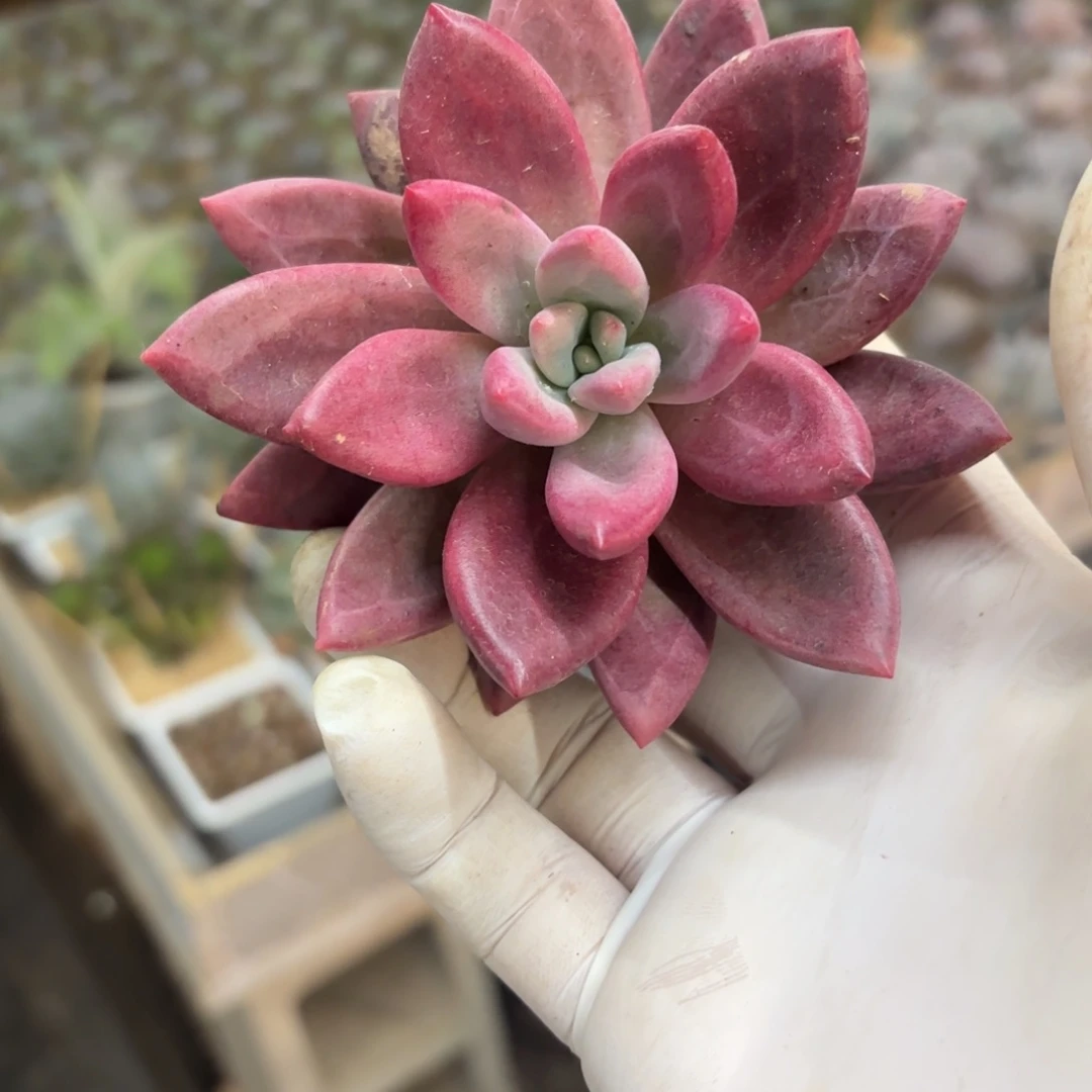 多肉植物赫菲鱼单头福利