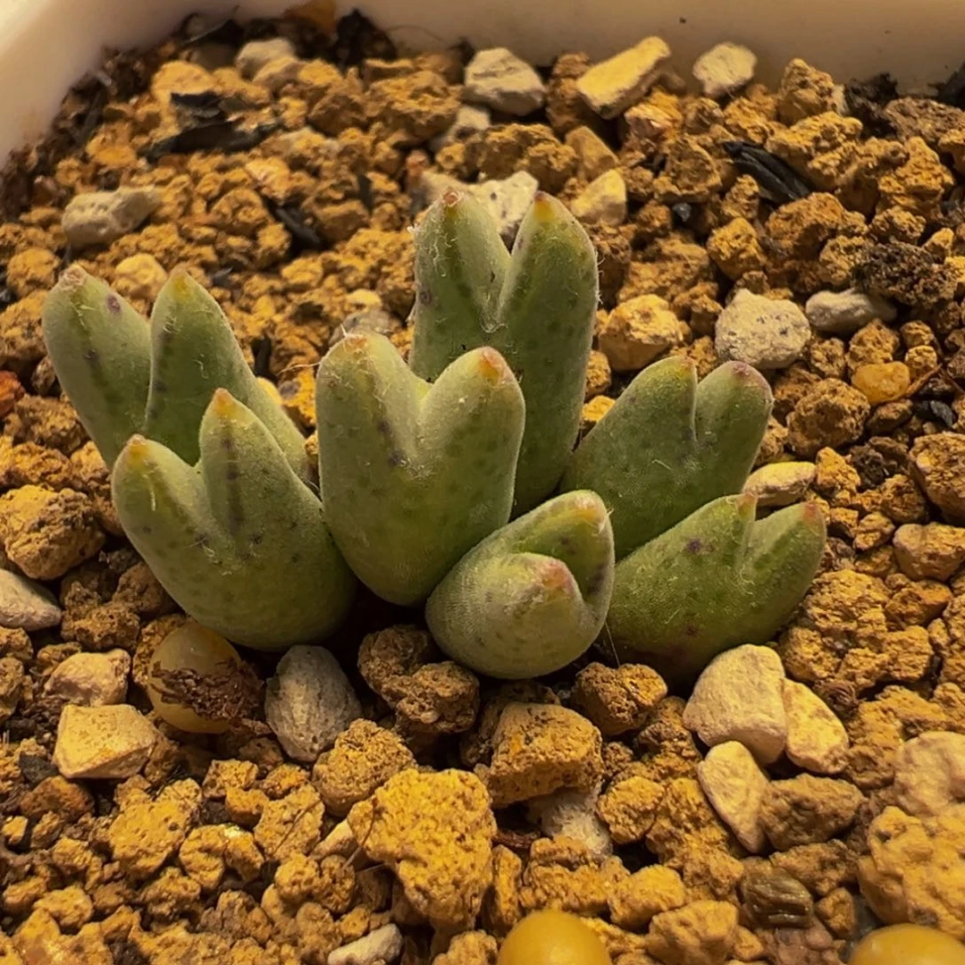 猪蹄多肉植物盆栽栽培