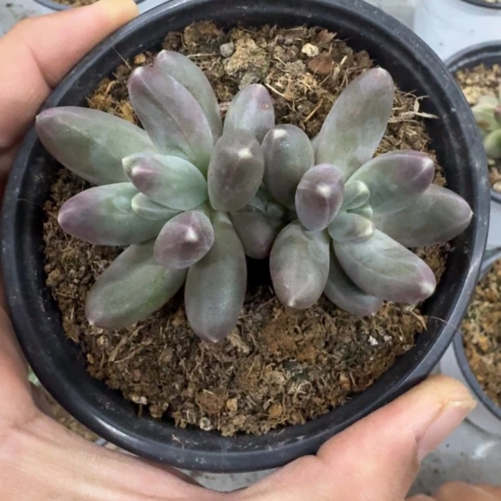 美人杂交 一物一拍