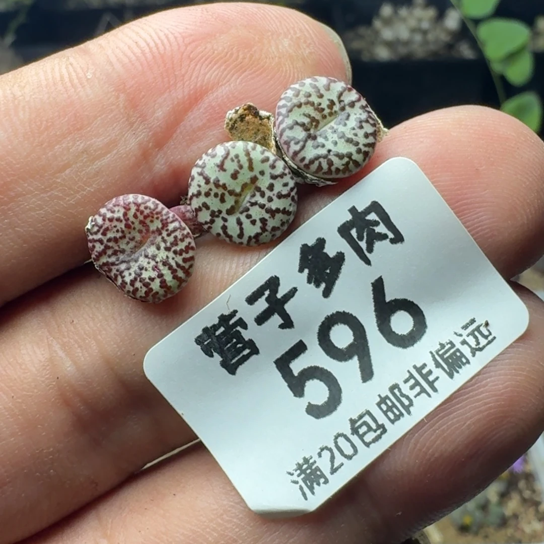 CR1306泡泡安贞。