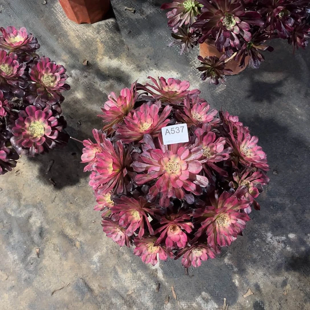 美亚多肉植物537