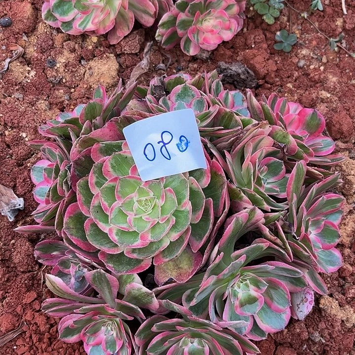 080云荷朵朵无根发货