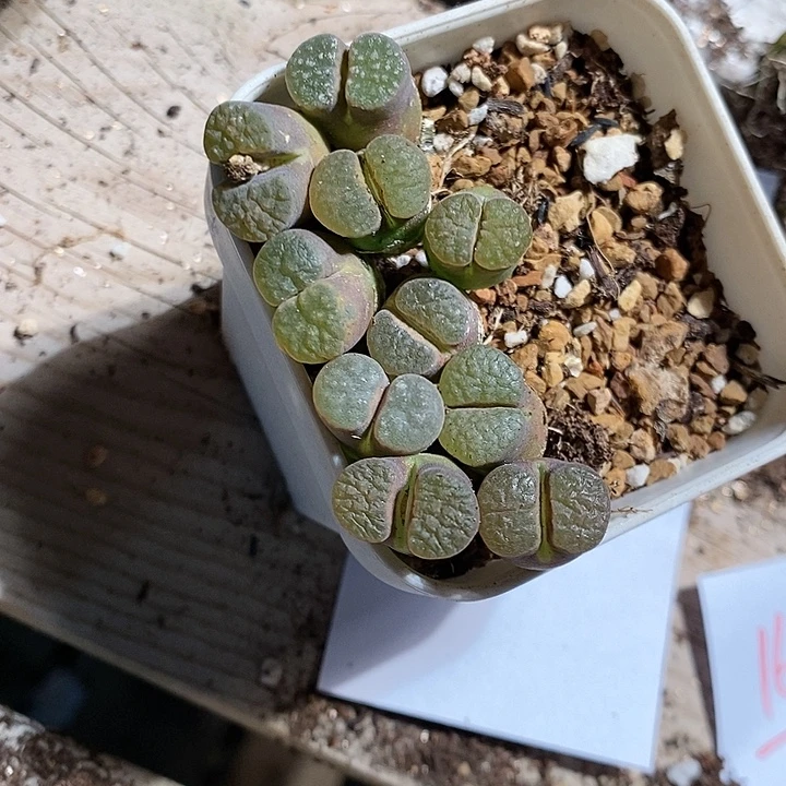 16310。 大磁铁一组。