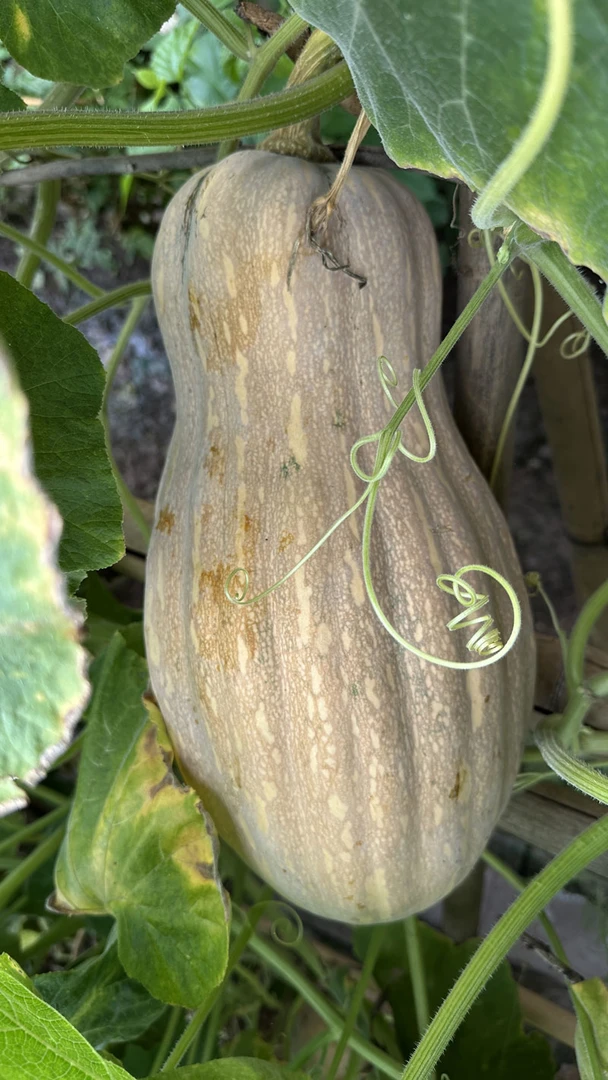 2025年当季新鲜老南瓜现摘现发农家自种糯面甜宝宝辅食老品种南瓜