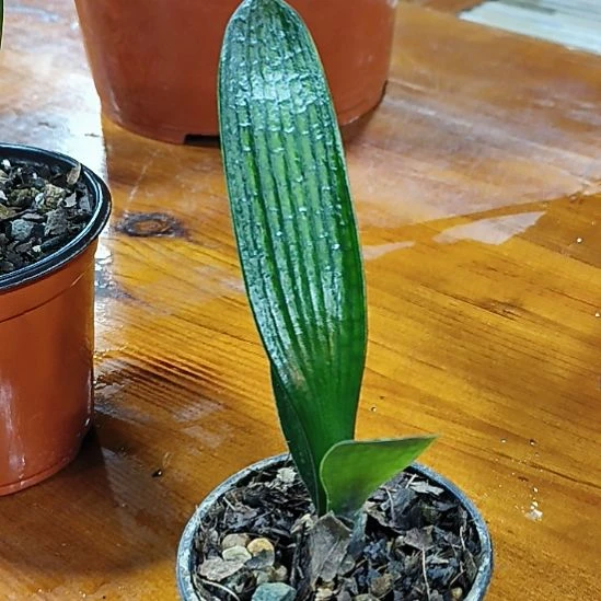 笑***生完全开放龙二88米