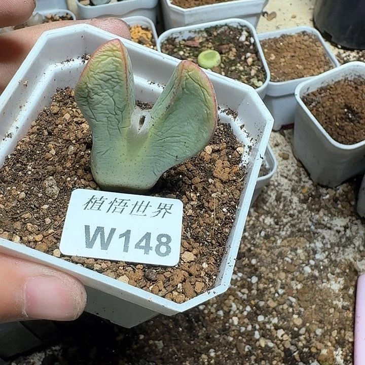 148号多肉植物哇c g