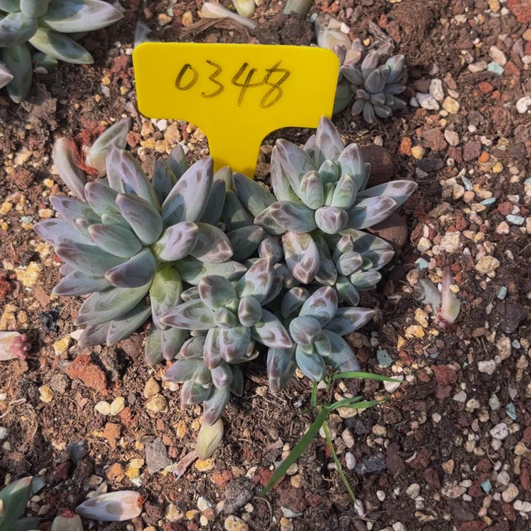 0348号上午多肉植物群生多肉植物