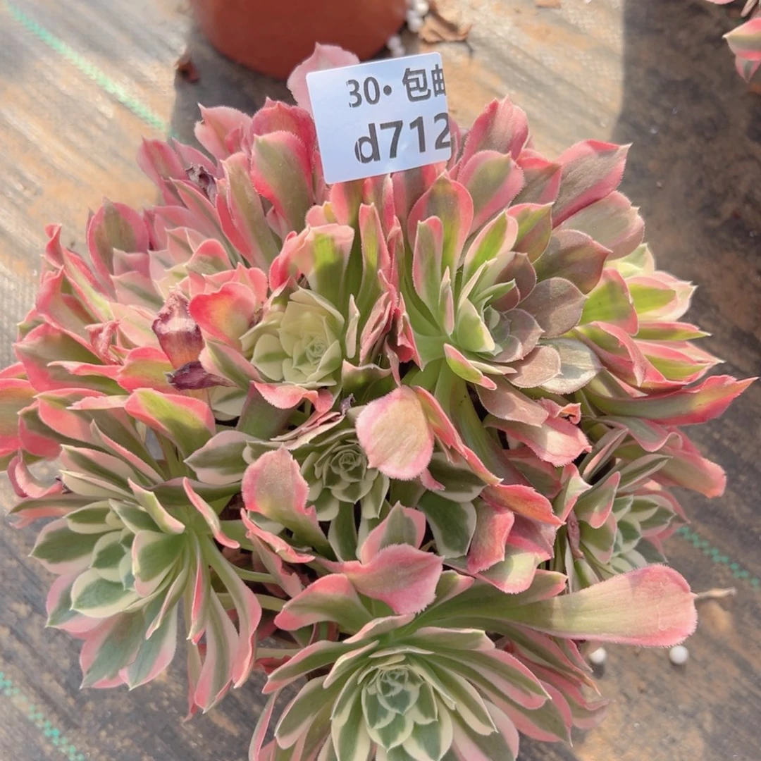 712白凤多肉法师