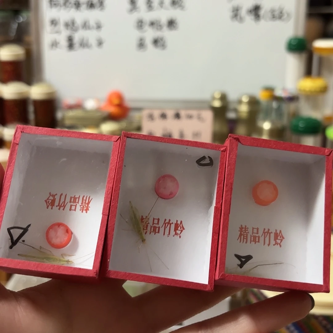 三条中须柬埔寨竹蛉