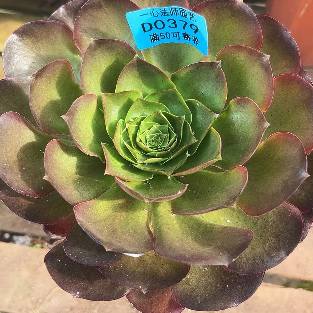 多肉植物多肉植物0379