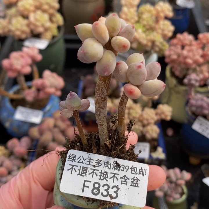 苹果奶833多肉植物