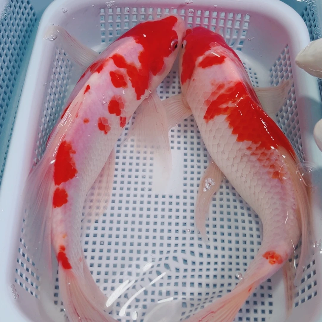 锦鲤锦鲤冷水鱼观赏123