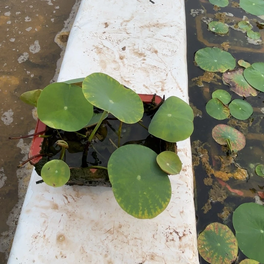 @***亩全部花苞金凤秀色小方盆0105