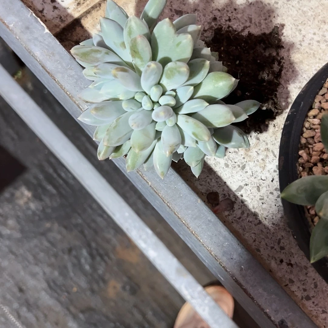 【闪购商品】哥特萝莉缀