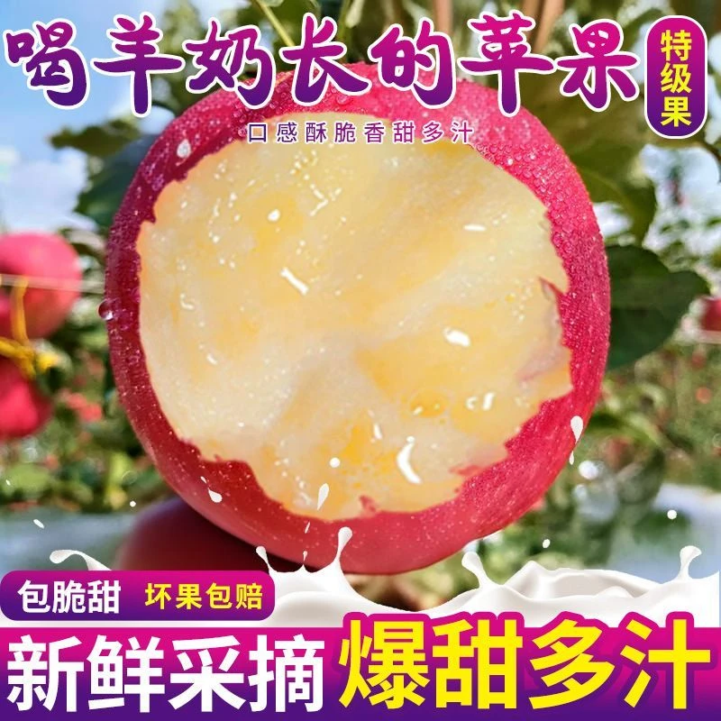 现摘现发山西运城万荣羊奶红富士苹果脆甜多汁皮薄爽口新鲜采摘