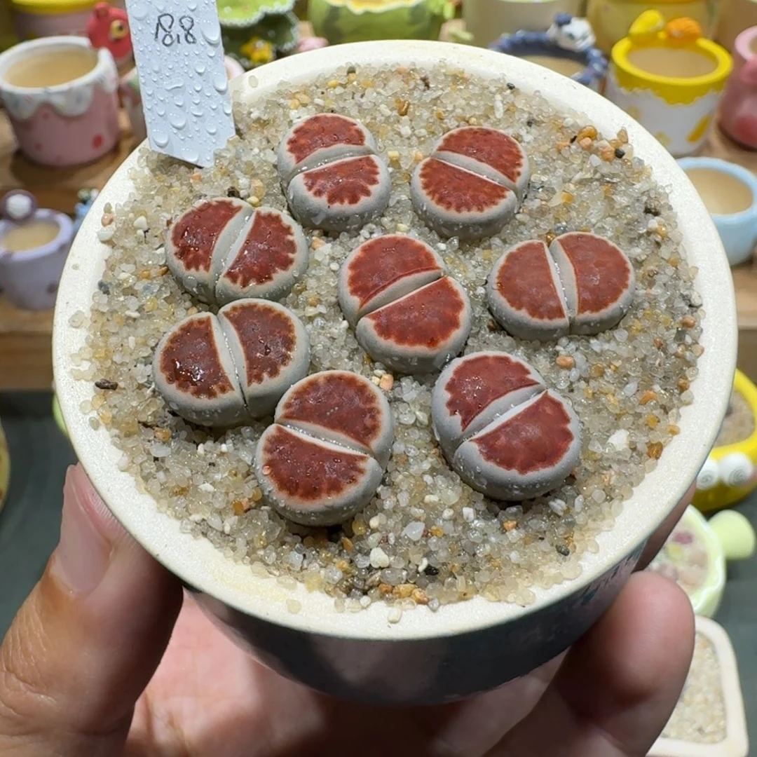 蘑菇1189红窗多肉植物