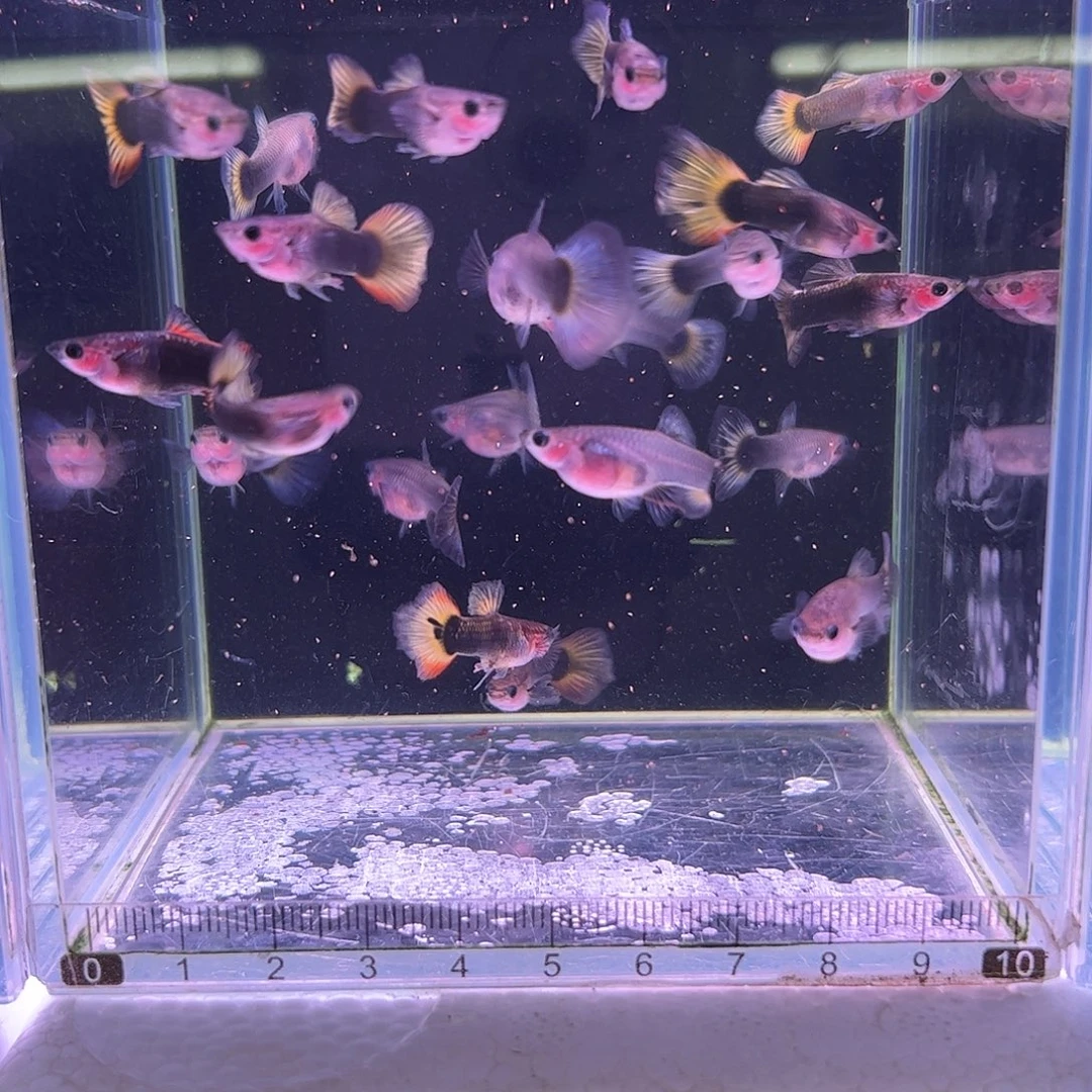 冉***）孔雀鱼玻璃猫所见即所得20条