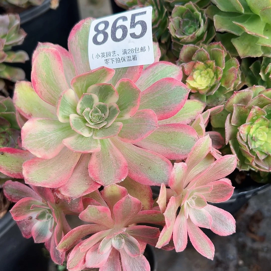 多肉植物多肉植物865