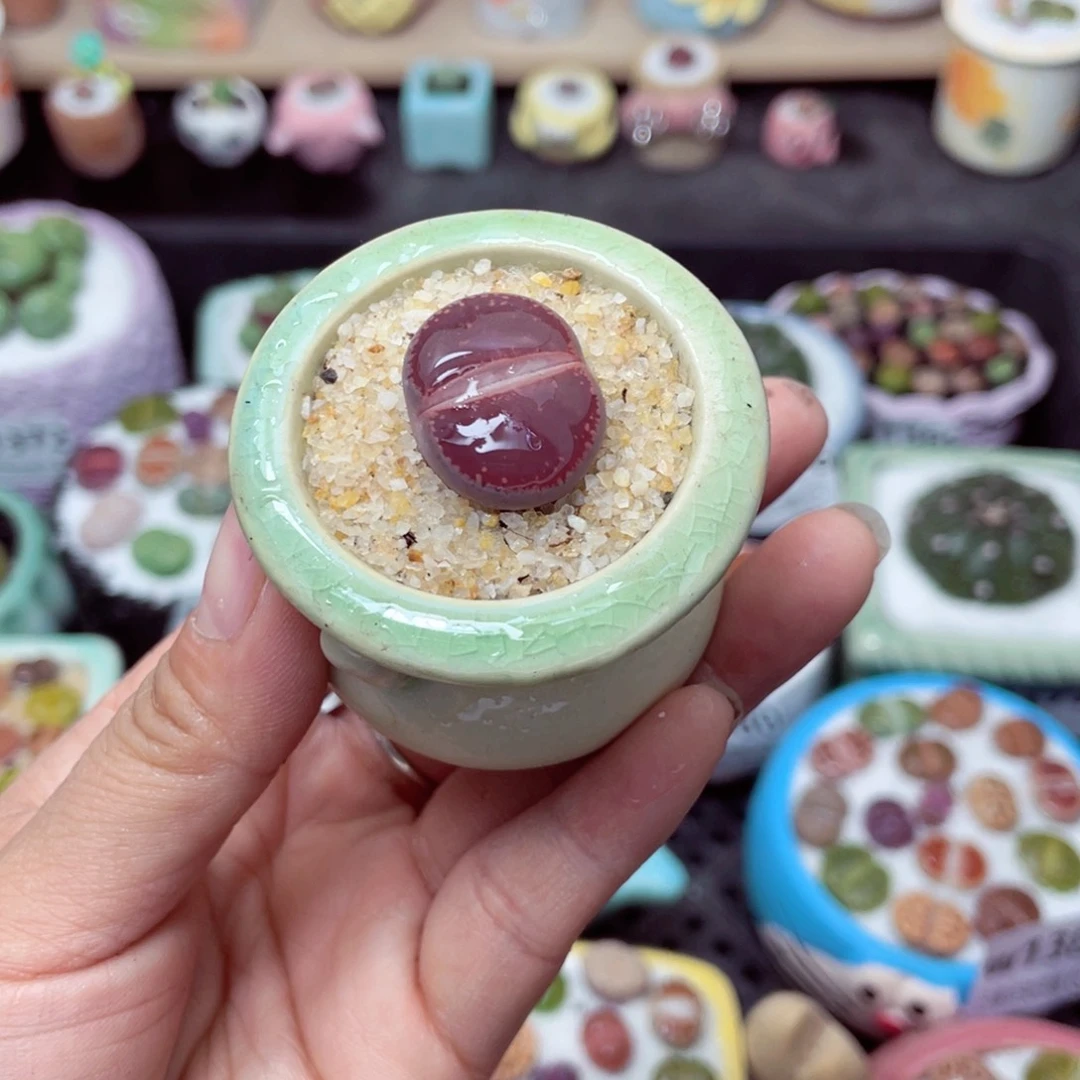 w1387 带盆土发货-零下地区拍保温箱