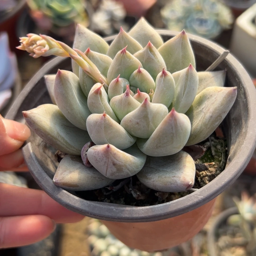 多肉植物婚钻单头