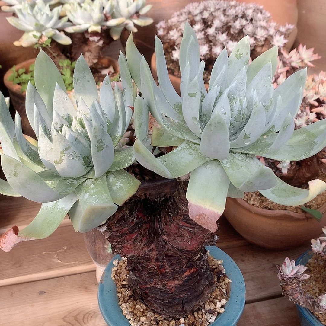 5332赛丽娜仙女杯多肉