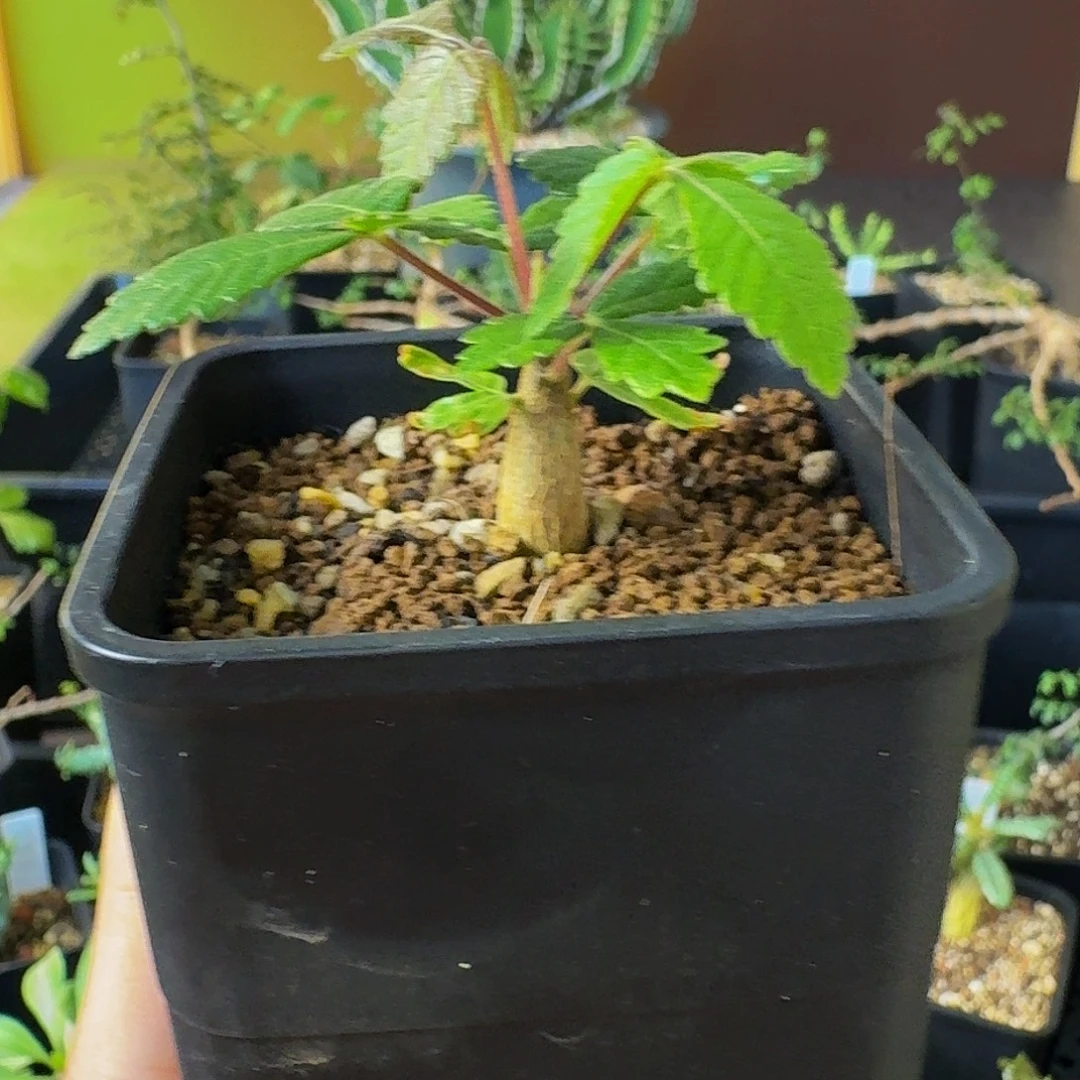 实生裂榄带盆土顺丰空运包邮