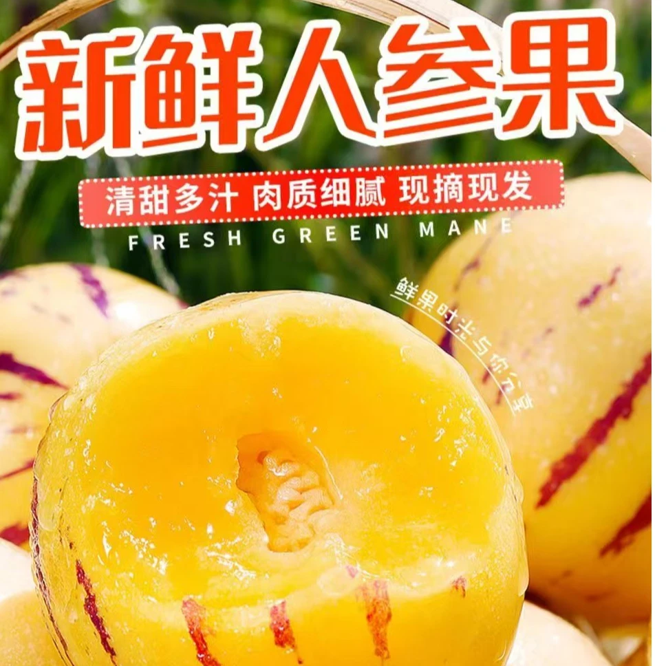 【助农】云南石林人参果黄肉多汁新鲜采摘早季头茬水果树上成熟超甜