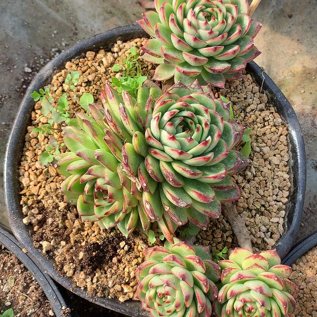 月亮石多肉一物一拍