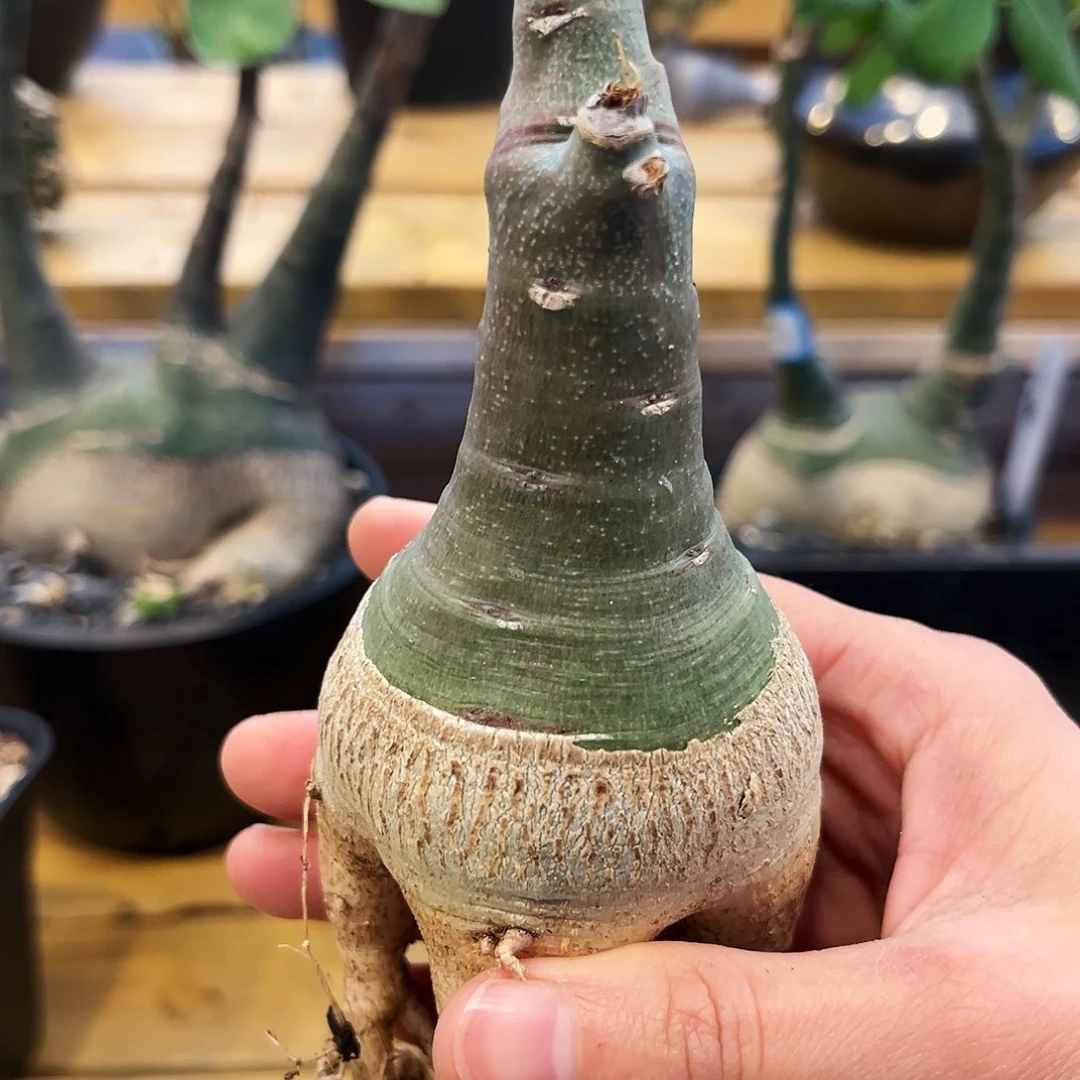 潮流植物精品单头幻蝶蔓