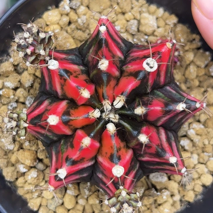 黑武士 一物一拍。