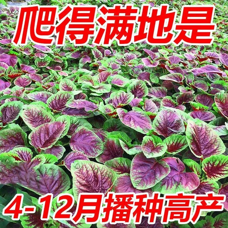 【红苋菜种子】圆叶速生蔬菜种子阳台盆栽蔬菜种子