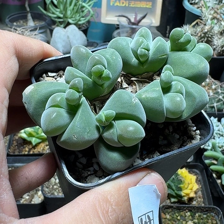 303无比玉带盆发货