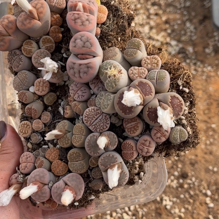 111号88888888888888