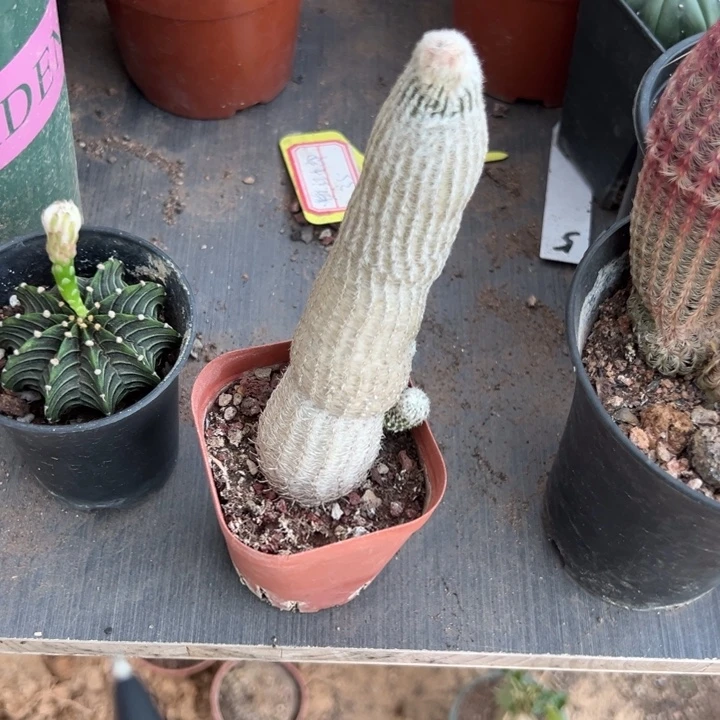 小***~吉祥如意等名家的书法