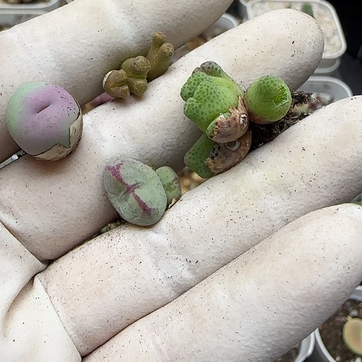 390福利福利福利福利