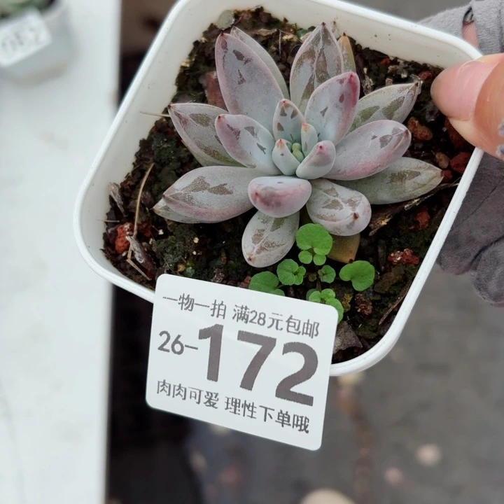 魔爪无盆土发货多肉无盆土发货