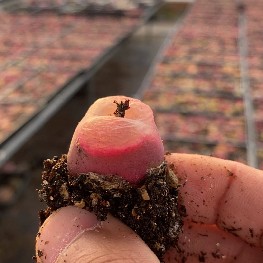 14115一个一个一个