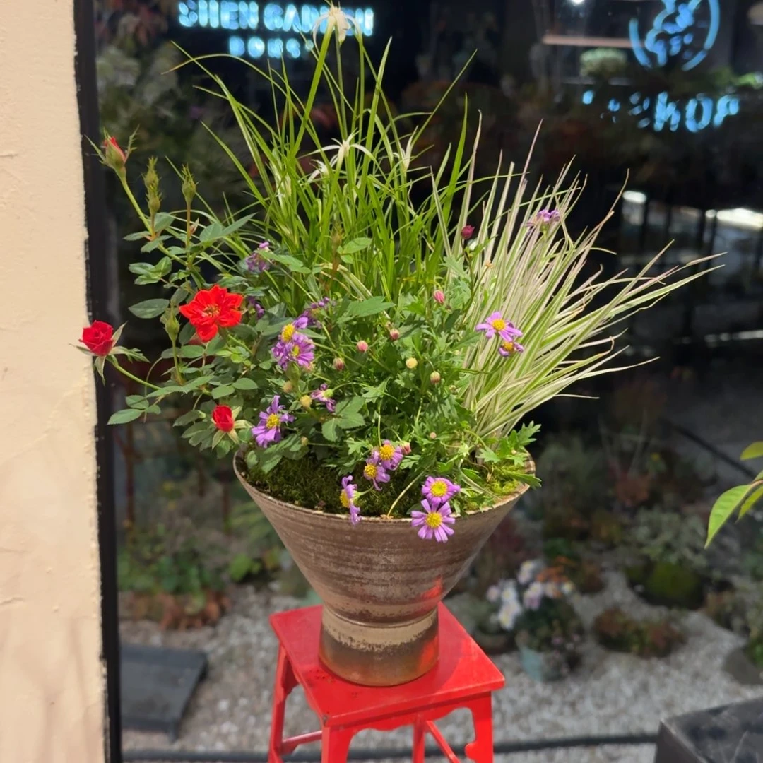 全部花朵山野草陶盆