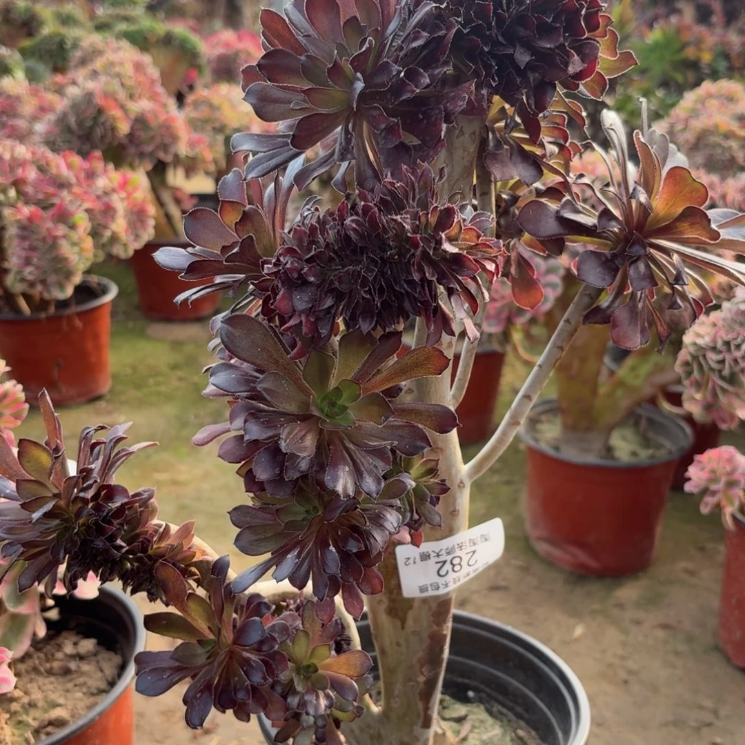 282灰法师缀化多肉植物
