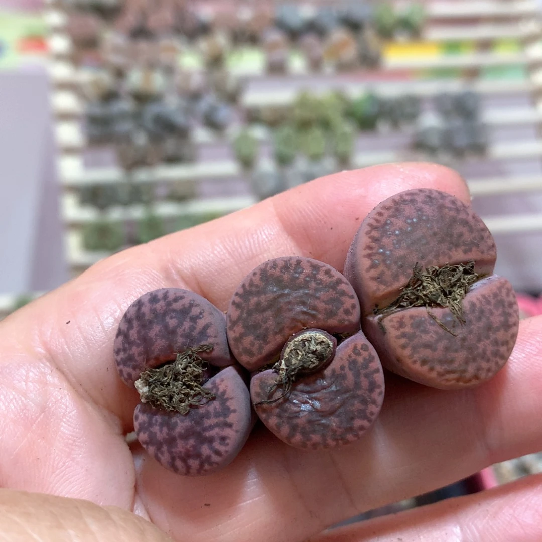 005号三颗 紫柘榴母本株