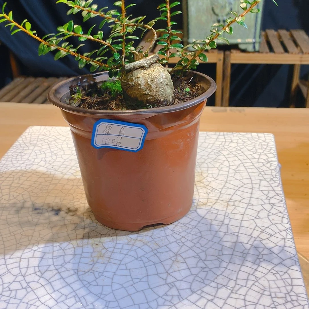 珍珠米叶红花五翅梅