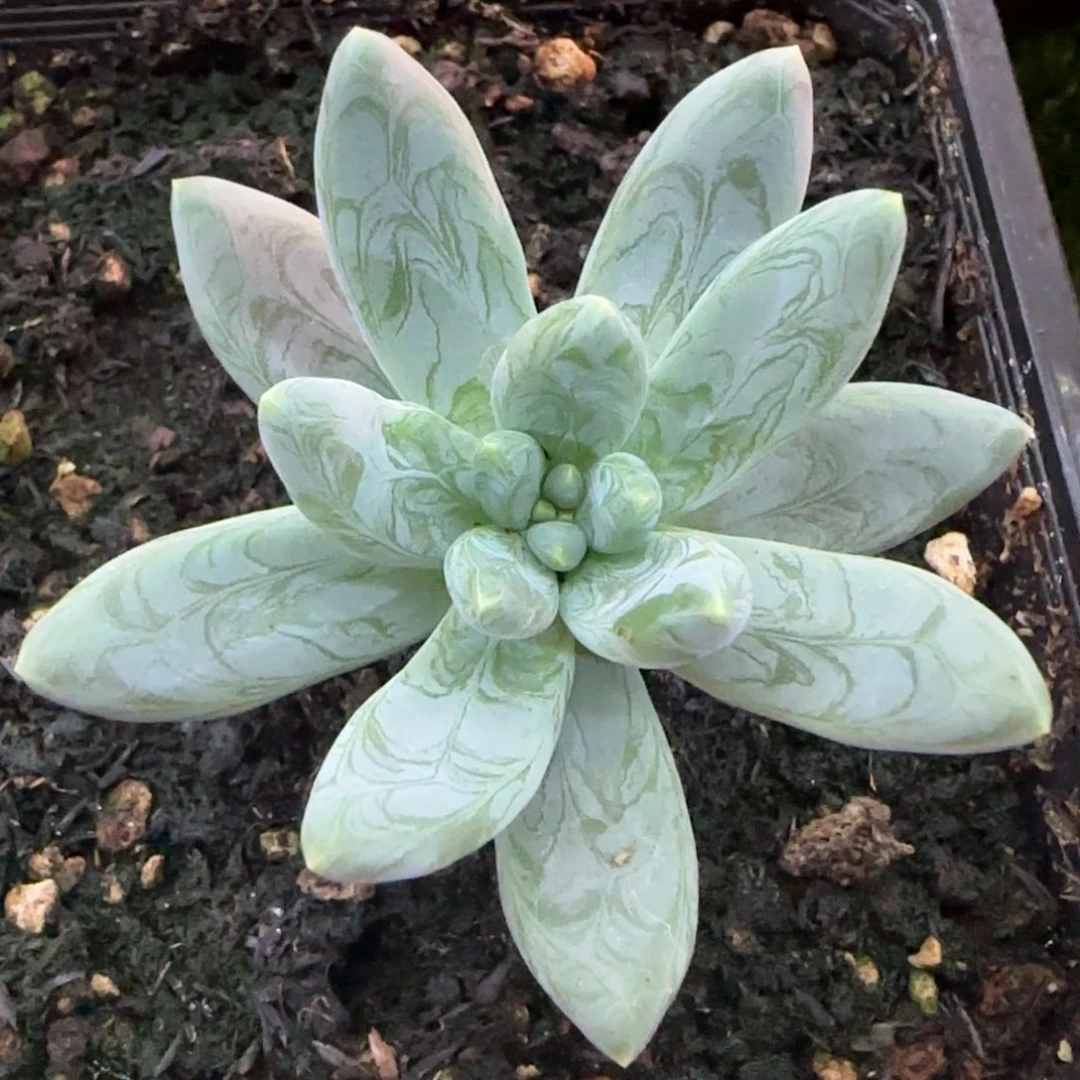 阿帝斯托多肉植物