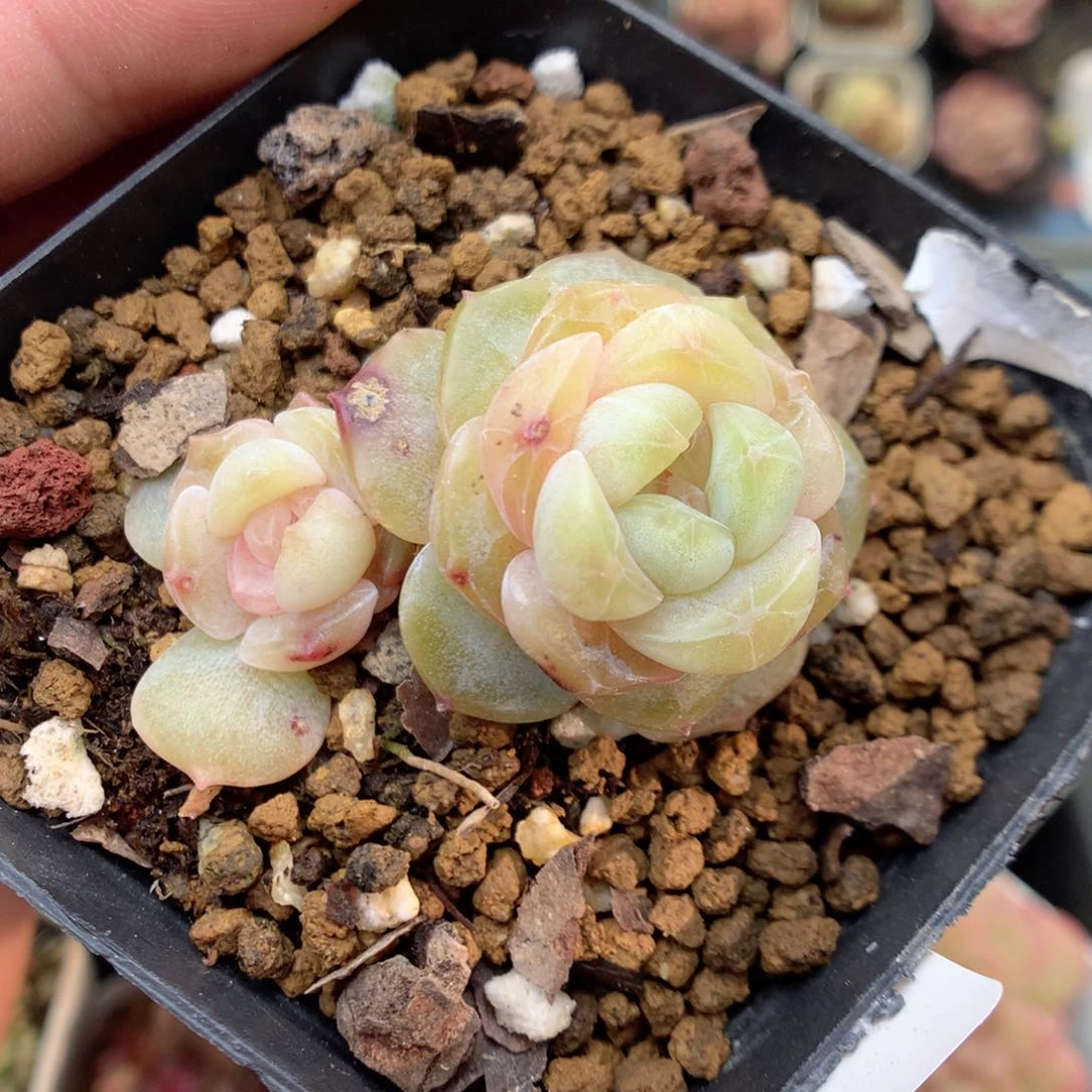 S166 ，20包邮两天凑单偏远不发货