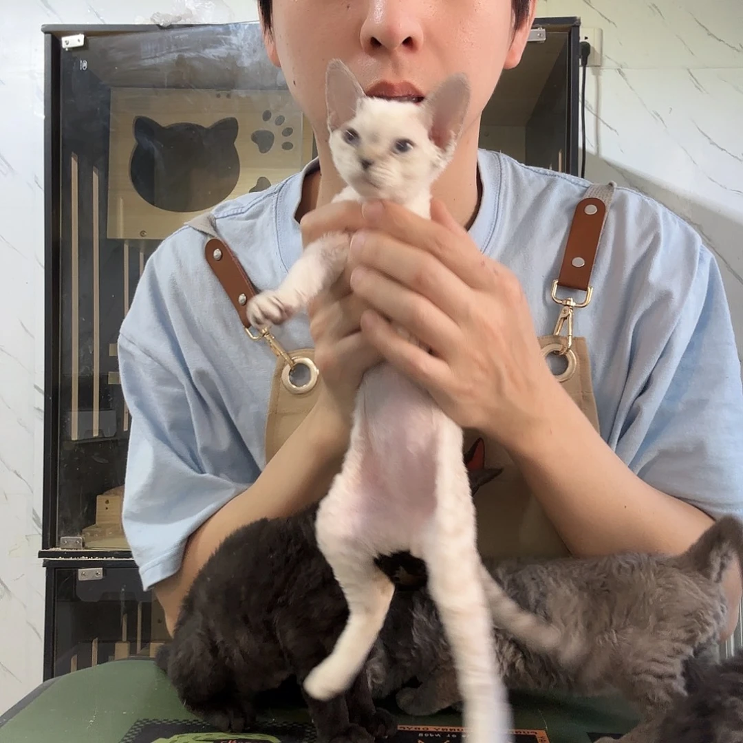 德文德文卷毛猫德文卷毛猫咪