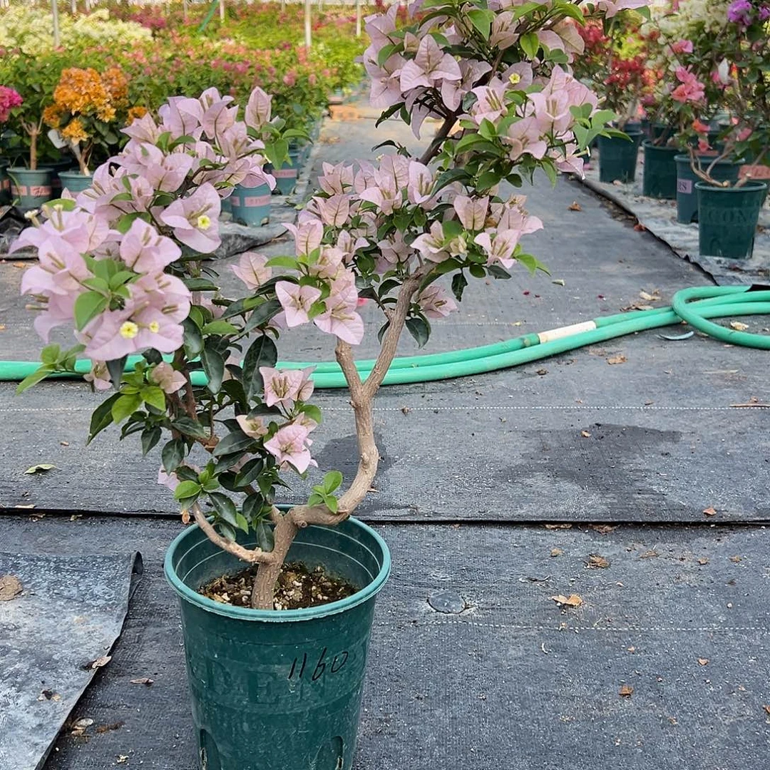 安***可完全开放造型 苹果花 原生小树头 1160