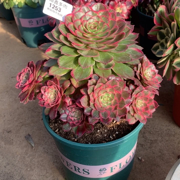 1253莲花座多肉植物