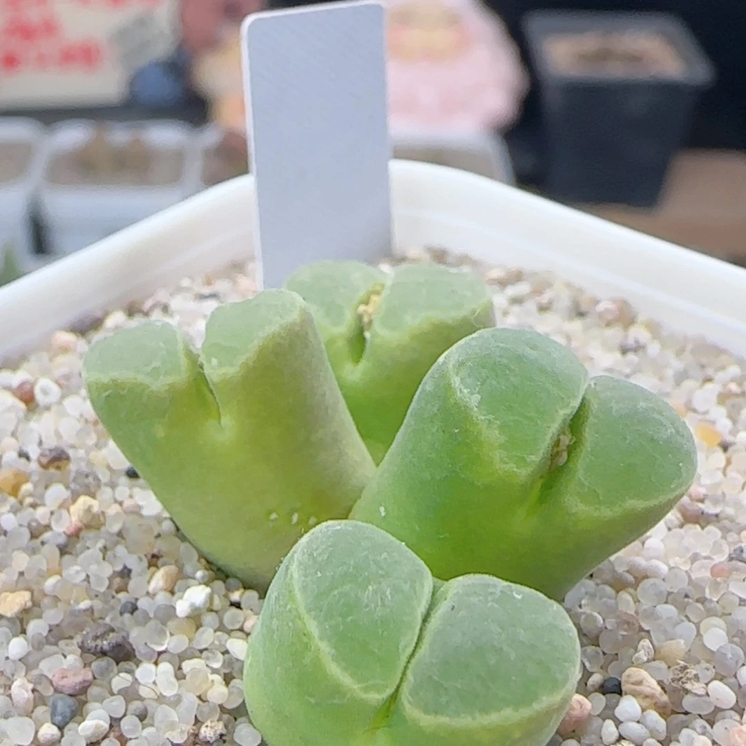 2.25.70/pub极窗/多肉植物