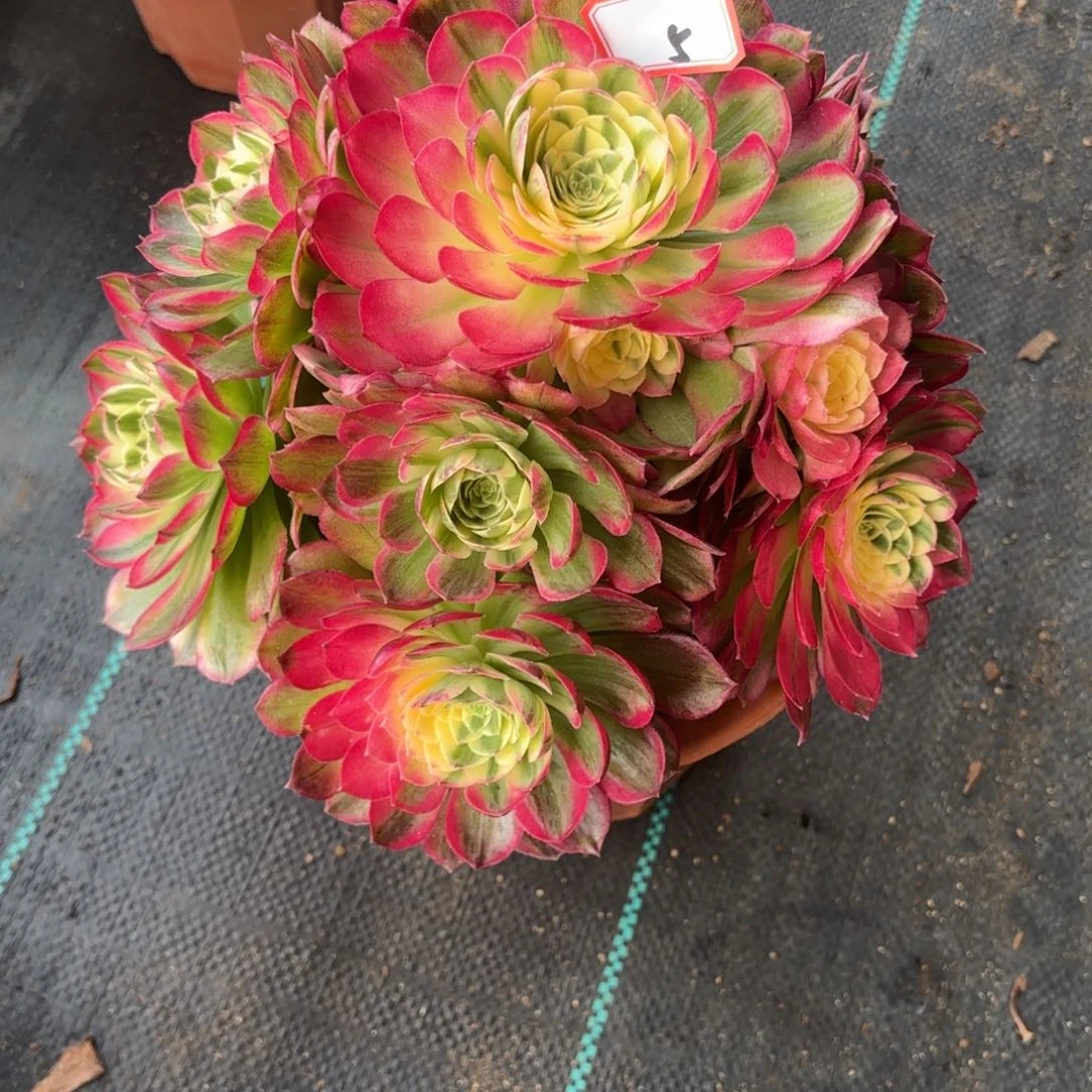 5海王多肉植物。。。