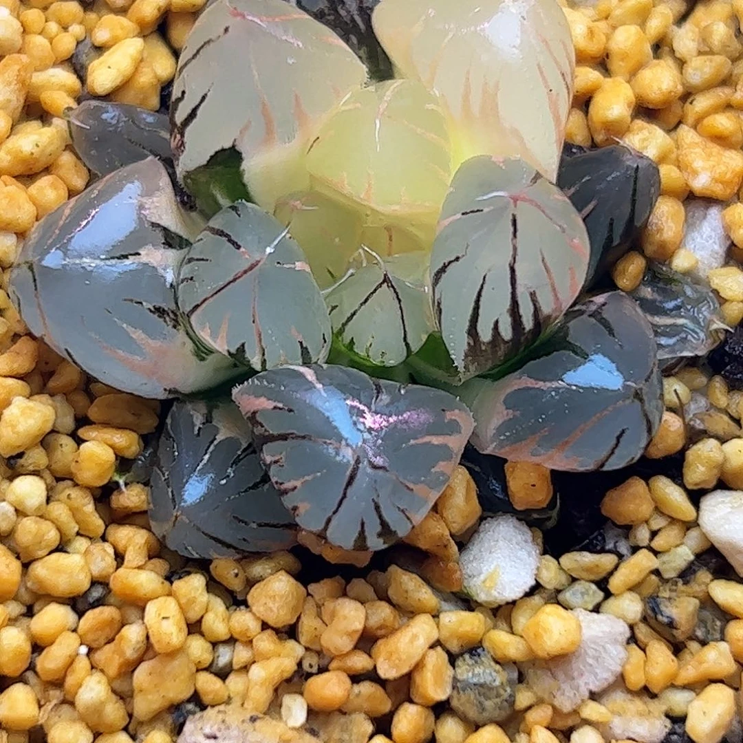 水晶锦十二卷多肉植物